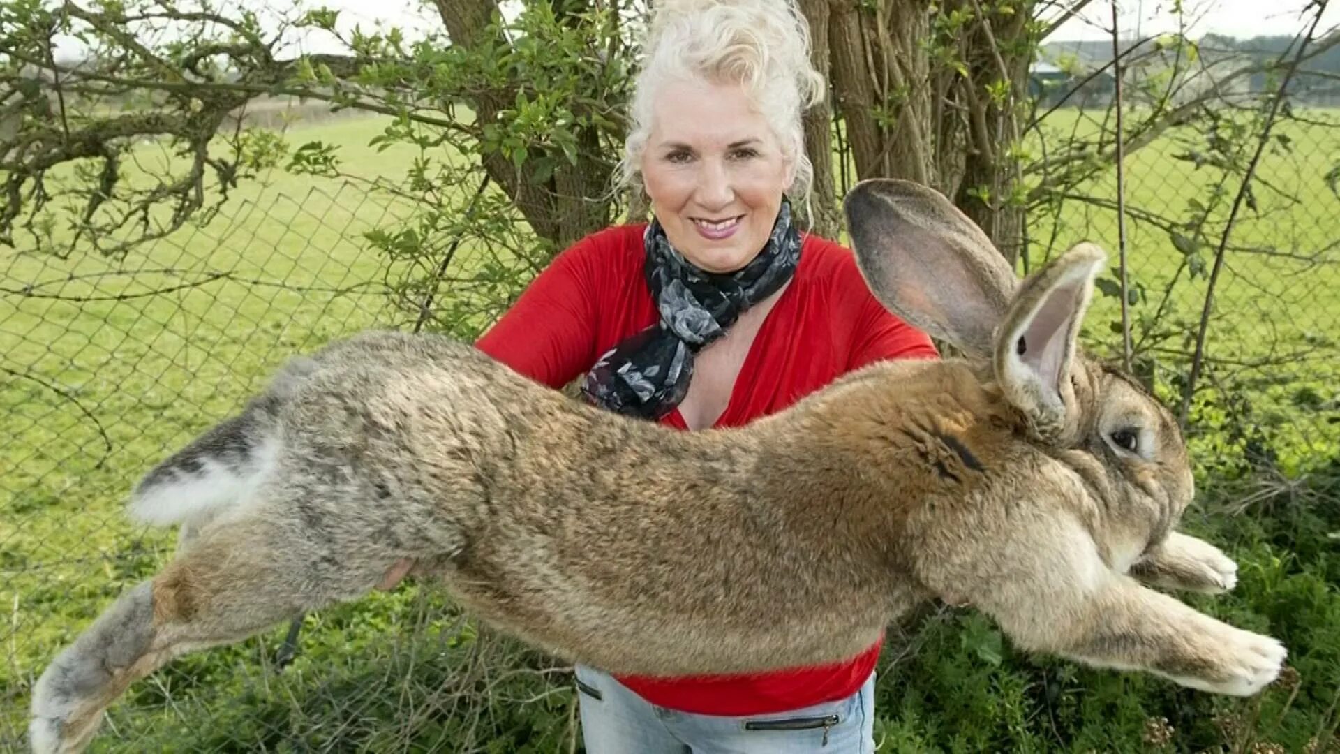 Где сейчас кролик. Дариус - самый большой кролик в мире. Кролик великан рекорд. Фландр кролик самый большой в мире. Фламандский гигантский кролик.