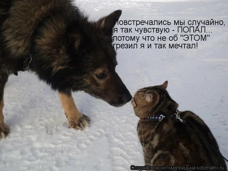 Попадут потому что такие. По тому союз. Приколы про малышеву. Потому мем с морской свинкой. Мало не покажется.