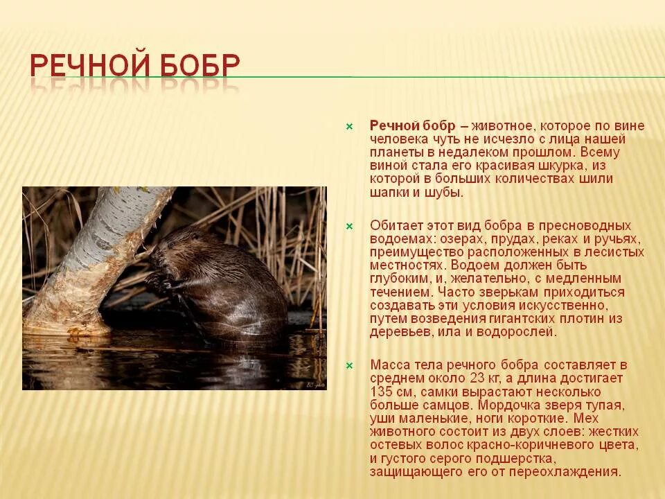 Кто называл симону бобром 5