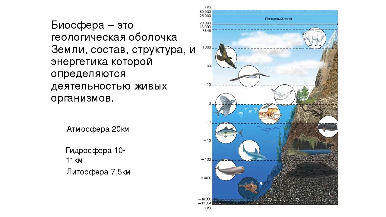 Биосфера оболочка земли где существует жизнь. Биосфера строение биосферы. Структура биосферы земли схема. Наружная оболочка земли это Биосфера. Состав биосферы земли.