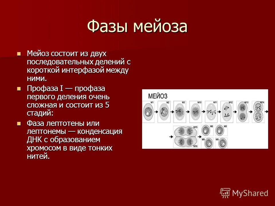 мейоз два последовательных деления. мейоз два последовательных деления. мейоз 1 и мейоз 2. редукционный и эквационный этапы мейоза. мейоз два последовательных деления.