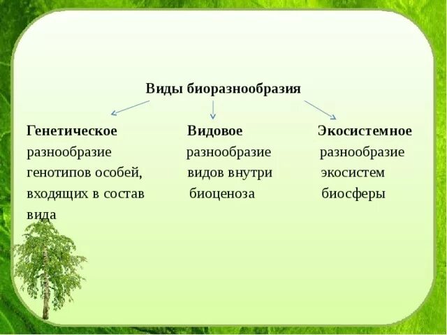 Видовое разнообразие примеры. Три уровня биологического разнообразия. Типы биоразнообразия. Три типа биоразнообразия. Уровни биоразнообразия.