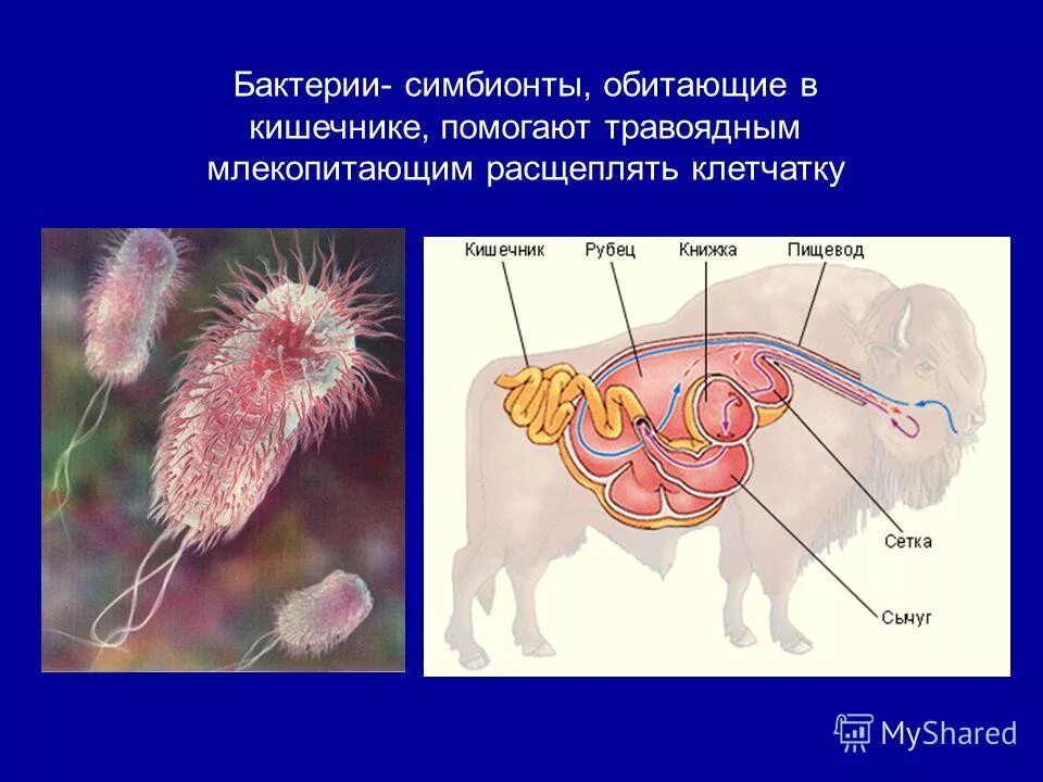 рубец жвачных животных. бактерии расщепляющие клетчатку находятся в. расщепление клетчатки. аэробные микроорганизмы микробиология. бактерии расщепляющие клетчатку находятся в.