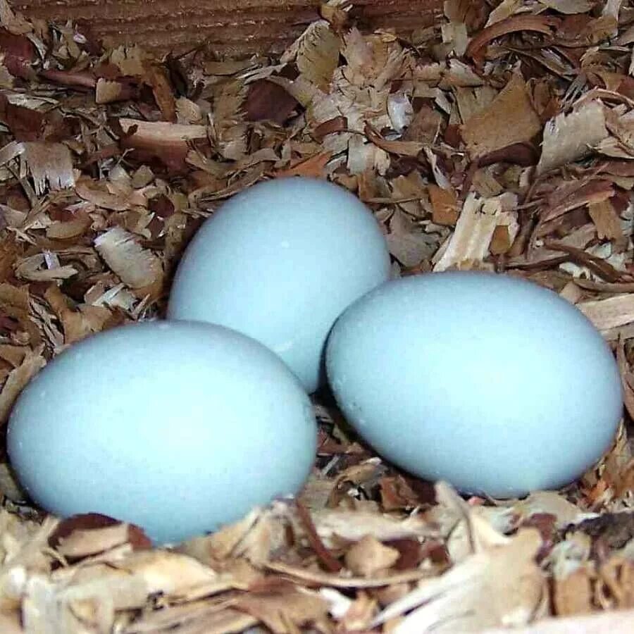 Черное яйцо какой курицы. Черное яйцо какой курицы. Черное яйцо какой курицы. Аям цемани яйца внутри. Аям цемани яйца.