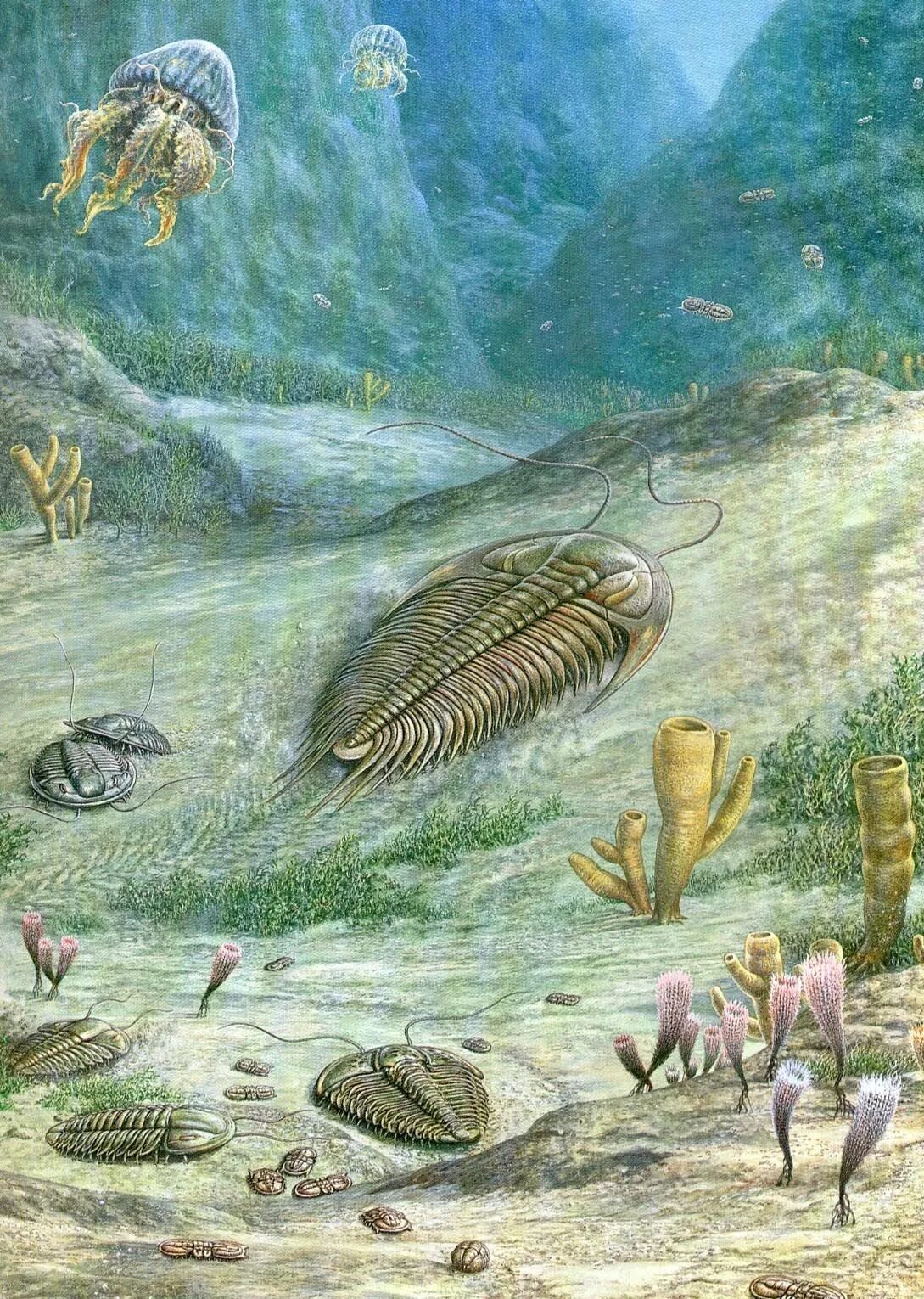 Эдиакарская фауна представители. Зарождение живых организмов. Зарождение живых организмов. Этапы эволюции живых организмов. Этапы возникновения живых организмов.