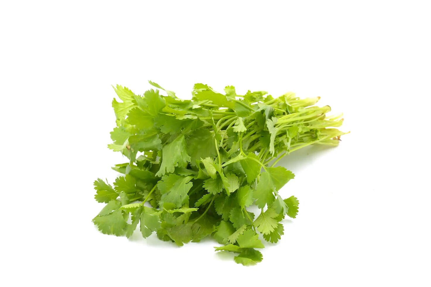 Овощи фрукты грибы. Петрушка укроп руккола. Овощи и зелень. Овощи и зелень. Пучок зелени.