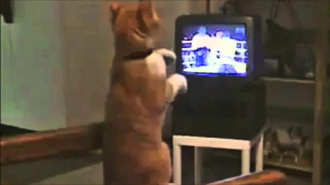 Кот и телевизор. Коте ТВ. Кот боксер. Видео приколы. Покажи видео которое я смотрел