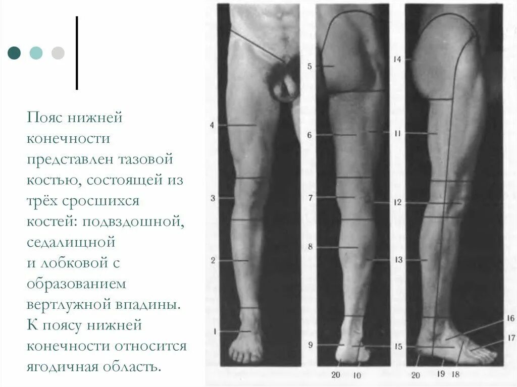 Большеберцовая артерия: найдено 90 изображений