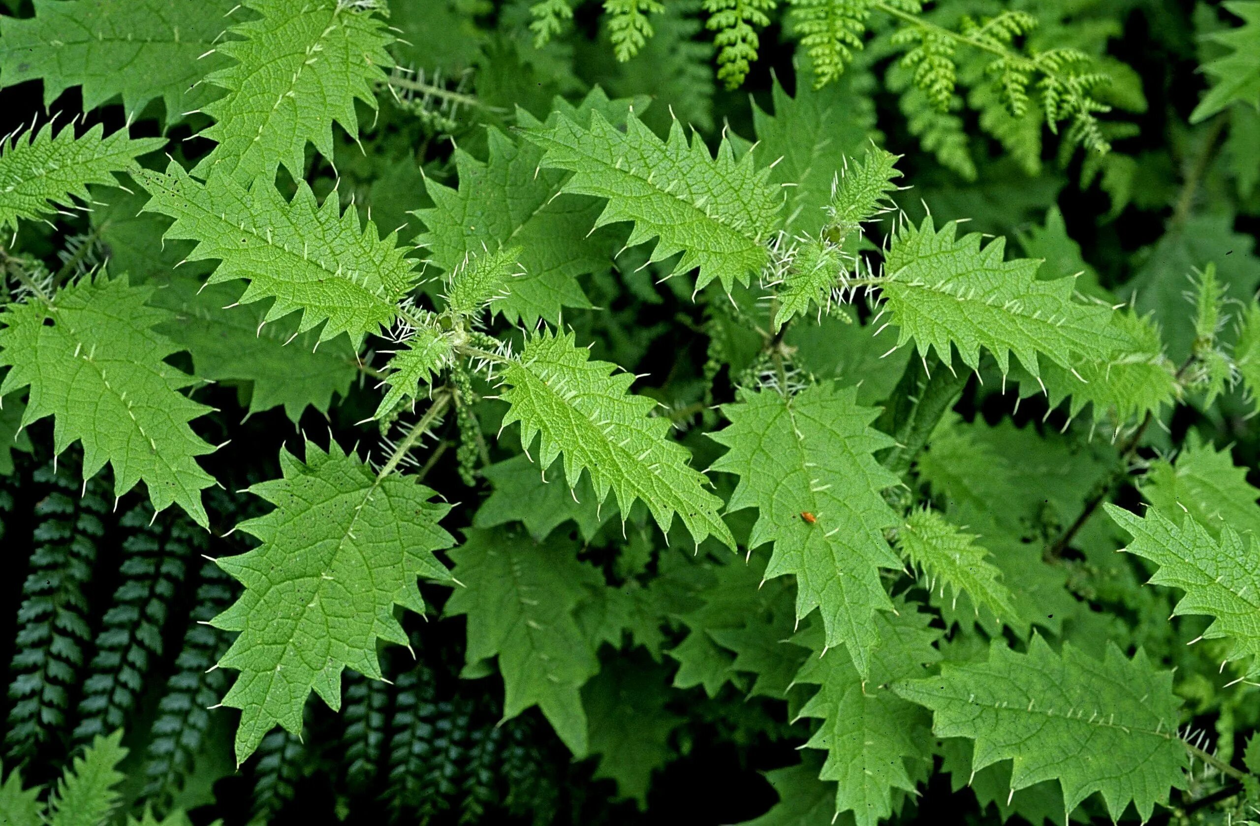 Цветок листья зубчатые. Дуб курчавый - quercus crispula. Лавроволистный дуб. Трава с перистыми листьями. Рами бомерия белоснежная.