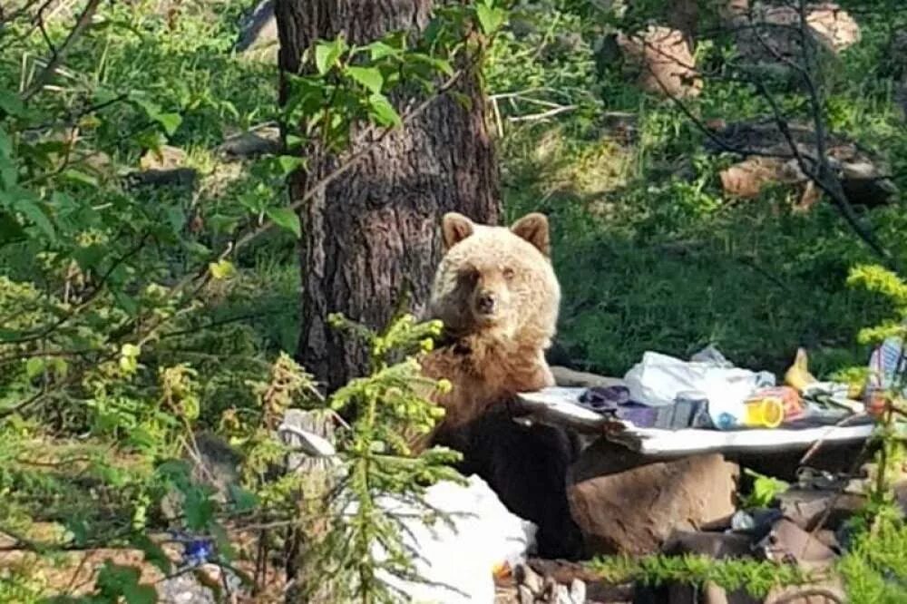 Медведь турист. Медведь отдыхает. Медведь отдыхает на природе. Украсть медведя
