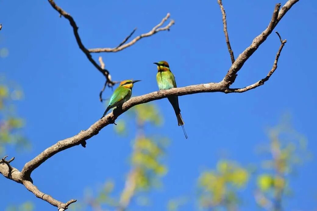 Птица садится на ветку. Bird on a Branch. Lyor Potiche Bird. Rainbow Bee-Eater on Australia stamps.
