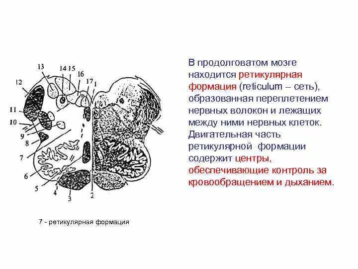 Продолговатый мозг входит в состав. Ретикулярная формация продолговатого мозга. Ретикулярные ядра ствола мозга. Ретикулярная формация ствола мозга. Варолиев мост ретикулярная формация.