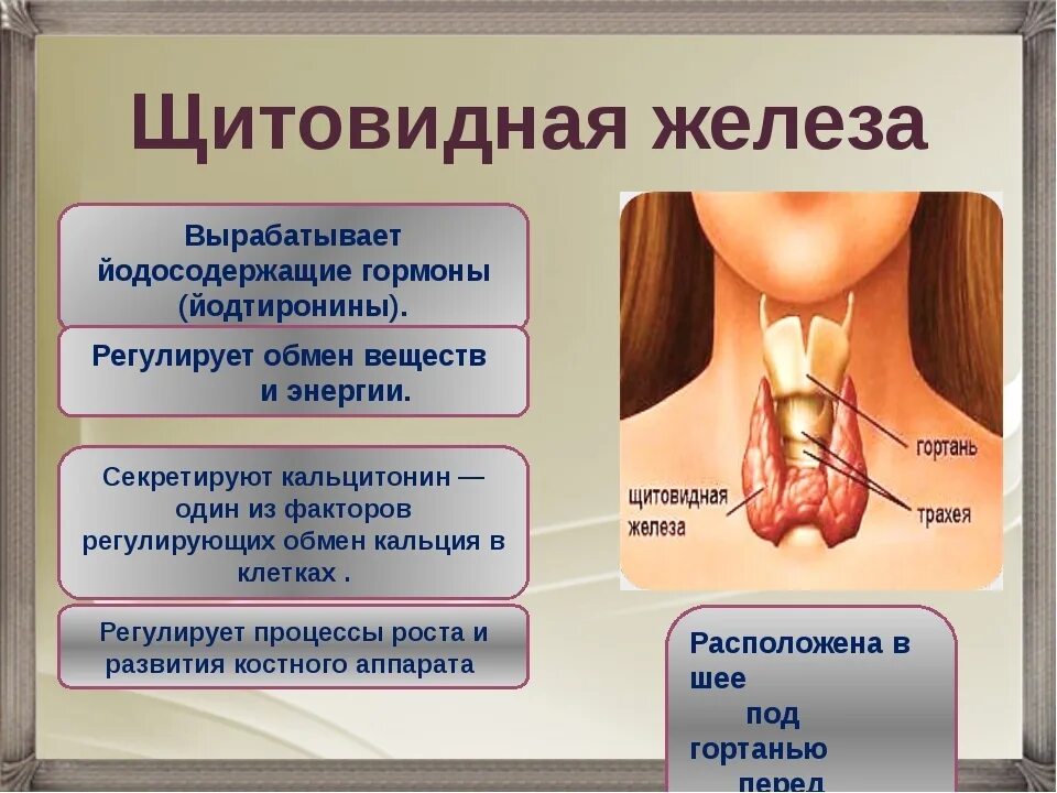 Нельзя пить гормоны. Щитовидная железа щитовидная железа. Shitovidnoe Jeleza. Железы щитовидной железы.