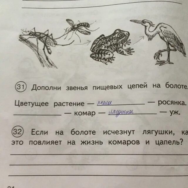 Нектар цветов муха синица цепь. Цепи питания. Пищевая цепочка на болоте. Цепь питания на болоте. Пищевая цепь питания на болоте.