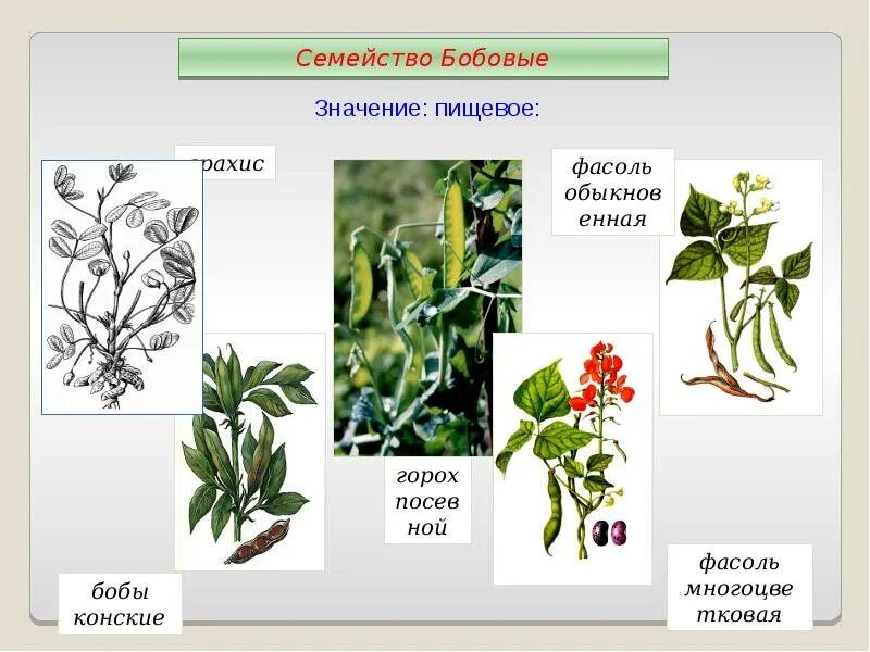 Использование двудольных растений человеком