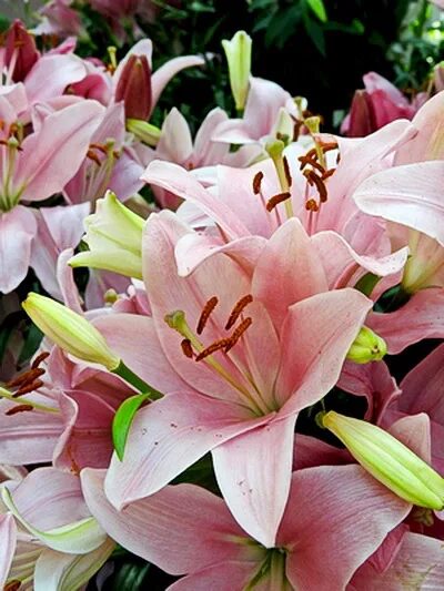 Lexington - Bot Flowerbulbs