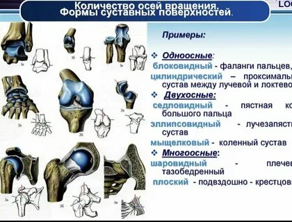 Виды одноосных суставов