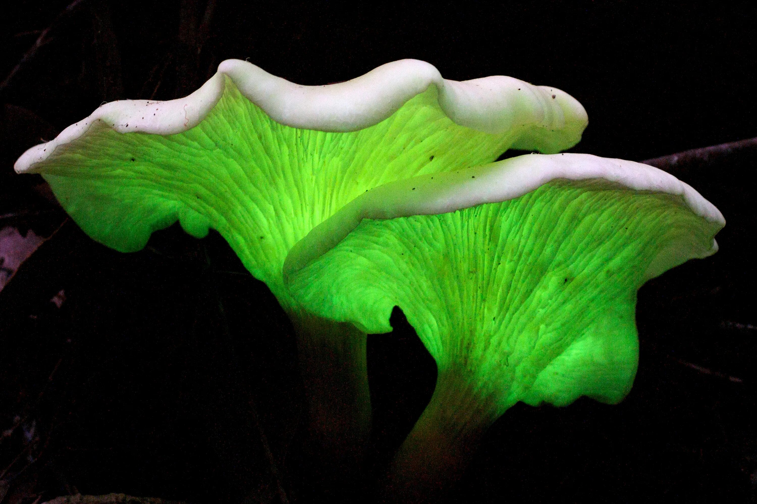 Грибы фотосинтезируют. Призрачный гриб Omphalotus Nidiformis. Omphalotus Nidiformis гриб. Омфалот маслиновый. Омфалотус Нидиформис.