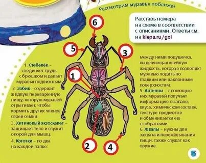 Внешнее строение муравьев