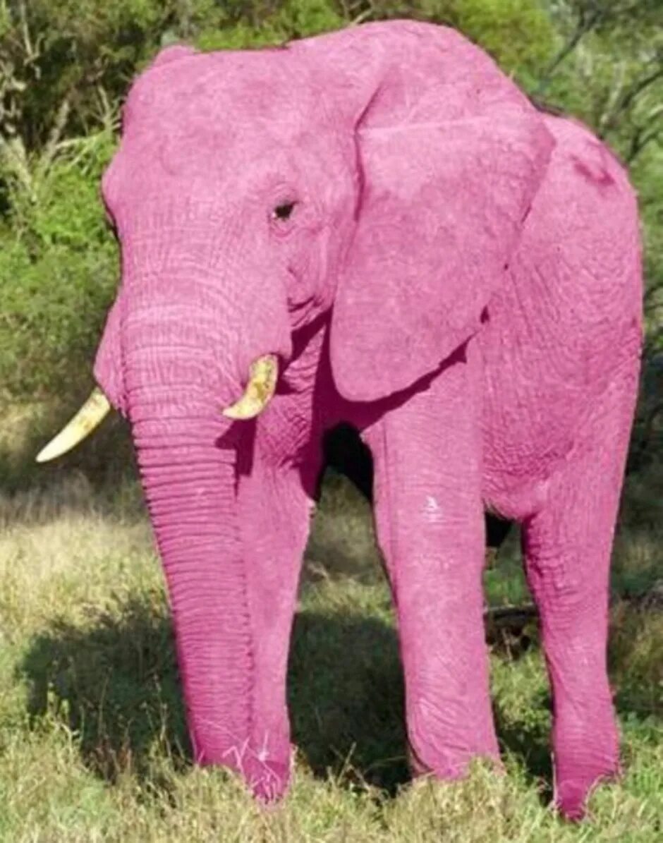 Где купить слона. Розовый слон. Розовый Слоник. Розовые слоны. Большой розовый слон.