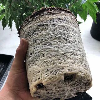 Кочан капусты микориза осины корнеплод свеклы