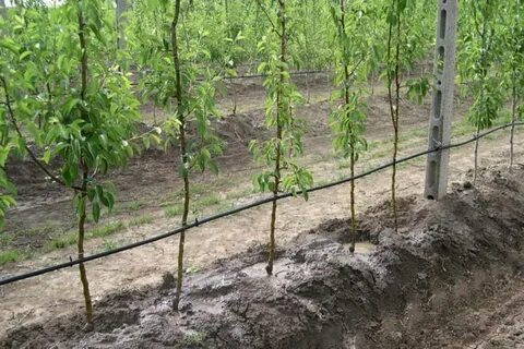 Как поливать саженцы груши