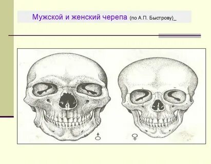 Отличия мужского и женского черепа
