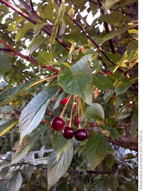 Вишня сорт “превосходная колесниковой”. Вишня превосходная веньяминова. Дюк чудо вишня. Дюк чудо вишня. Черевишня дюк.