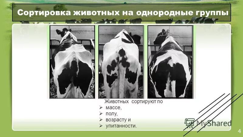 Сортировка животных для детей. Сортировка животные. Принципы сортировки животных. Животные задания на сортировку. Сортировка животных.