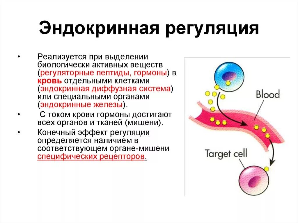 Гормоны принимают участие в. Эндокринная регуляция функций организма. Регуляция организма железы внутренней секреции. Регуляция функций эндокринных жёлёз. Гуморальная регуляция функций эндокринная система.