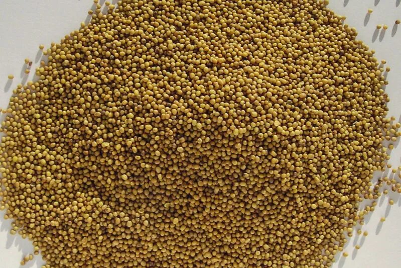 Авито семена трав. Семена горчица сарептская. горчица белая семена. горчица в зернах.