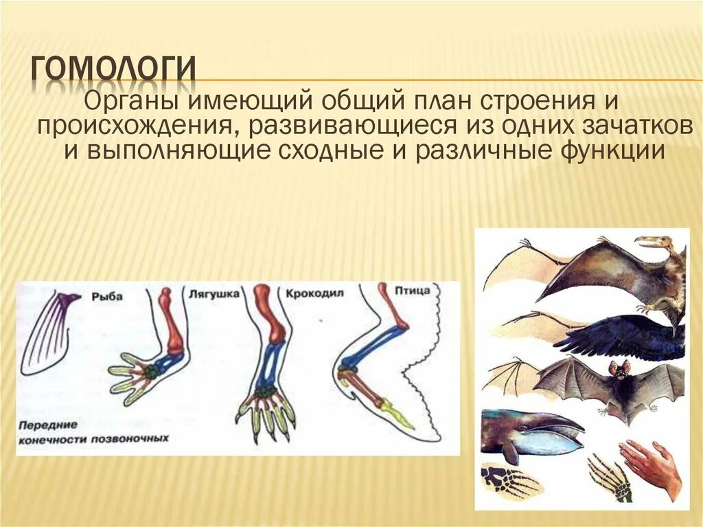 Сходные по строению функциям и происхождению. Гомологи. Гомологи имеют. Гомология (биология). Гомологи и аналоги в биологии.