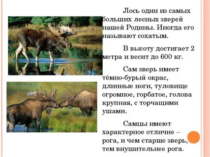 Лось в какой природной зоне