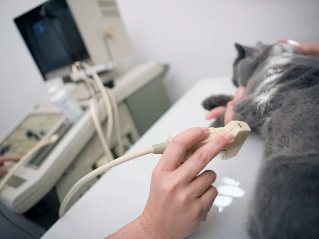 Узи брюшной полости коту