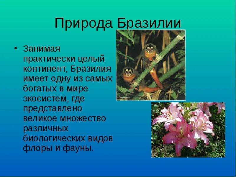 Животный мир бразилии презентация. Природа бразилии 7 класс. Презентация на тему бразилия. Природа бразилии кратко. Природа бразилии кратко.