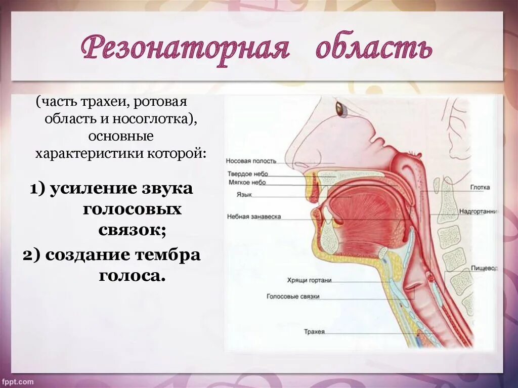 Где находятся резонаторы. Строение голосового аппарата связки. Строение певческого голосового аппарата. Голосовые резонаторы строение. Строение речевого аппарата анатомия.