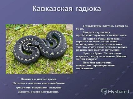 Гадюка толстой краткое содержание