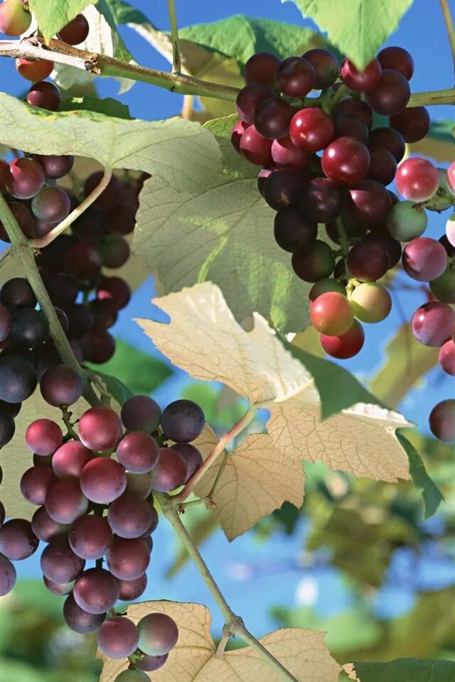 Дункельфельдер виноград. Виноград маленький красный. Виноград хачич. Незрелый виноград. Виноград кишмиш чёрный узбекистан.