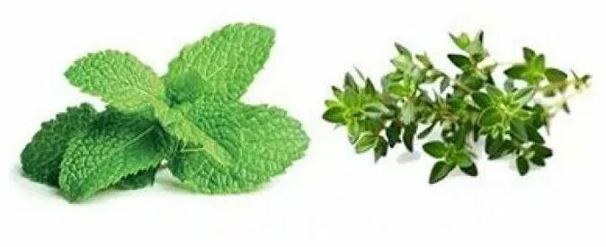 Мята и тимьян в кассете. Чай травы мята чабрец. Тимьян и мята. Herbal чабрец мята. Майский чай иван чай чабрец мята.