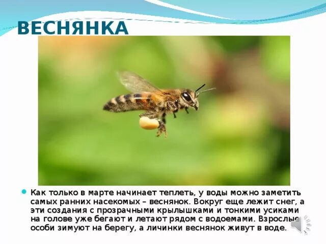 Веснянки насекомые представители. Веснянки представители. Отряд поденки общая характеристика. Отряд веснянки представители. Веснянки насекомые представители.