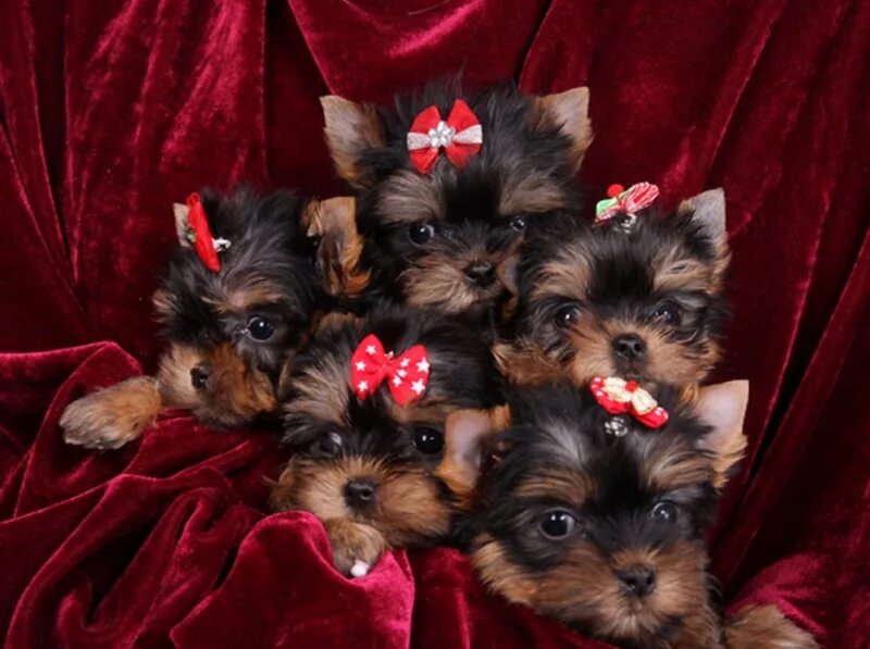 Щенок йоркширского терьера 2 месяца. Йоркширский терьер мини 3 месяца. Йоркширский терьер щенок 3 месяца. Йоркширский терьер со щенками. Йорк терьер 3 месяца.