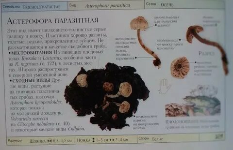 Признак гриба который выпадает из общего ряда