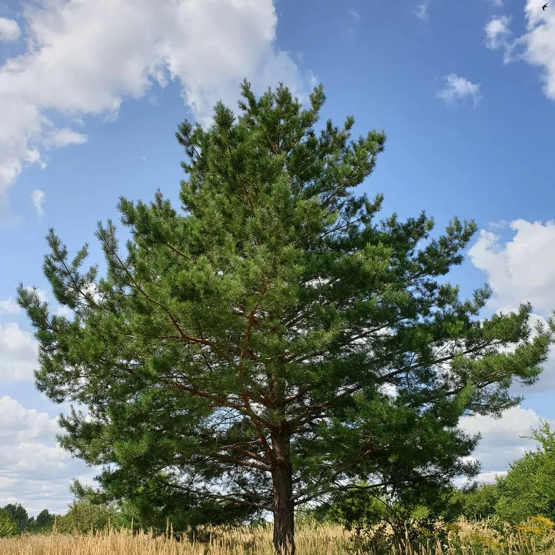 Хвойные кроны. Крона сосны. Сосна обыкновенная Pinus. Сосна обыкновенная (Pinus sylvеstris). Крона сосны обыкновенной.