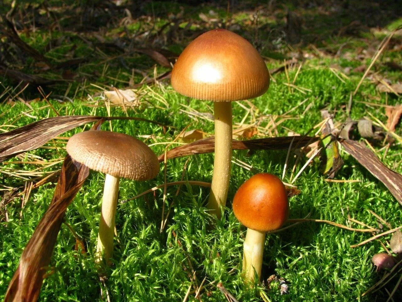 Коричневый гриб. Поплавок желтеющий amanita flavescens. Поплавок жёлто-коричневый (amanita fulva). Amanita fulva гриб. Amanita fulva гриб.