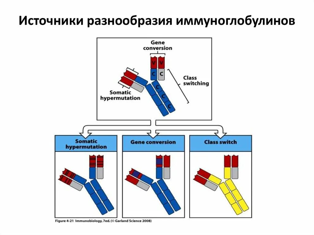 Механизмы генетического разнообразия антител. Разнообразие иммуноглобулинов. Механизмы формирования многообразия антител. Источники разнообразия иммуноглобулинов.
