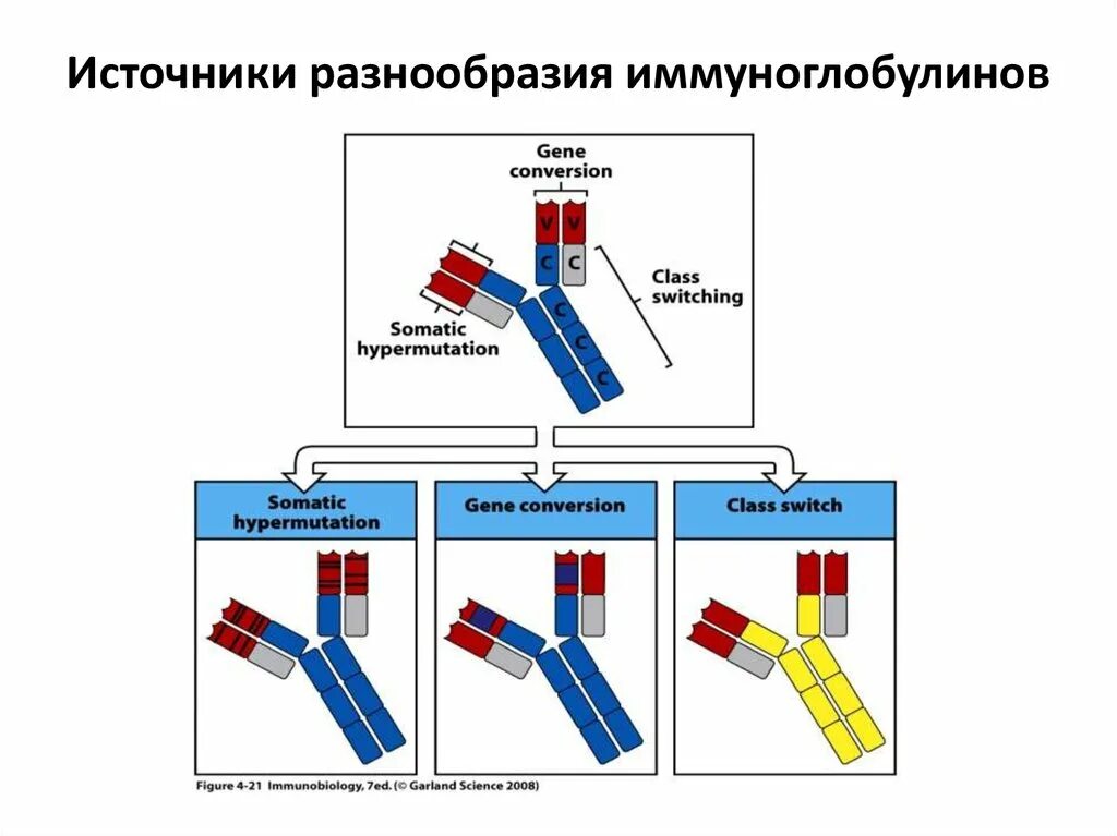 Получение иммуноглобулинов. Механизмы генетического разнообразия антител. Разнообразие иммуноглобулинов. Механизмы формирования многообразия антител. Источники разнообразия иммуноглобулинов.