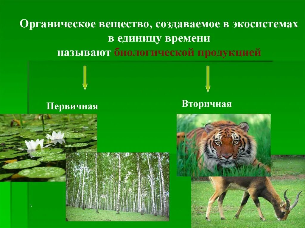 Производители органического вещества в сообществе. Первичная продукция экосистемы. Продуктивность экосистем. Биологическая продуктивность экосистем. Первичная продукция это в биологии.