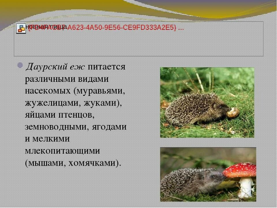 Почему еж занесен в красную книгу