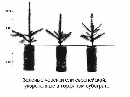 Размножение ели
