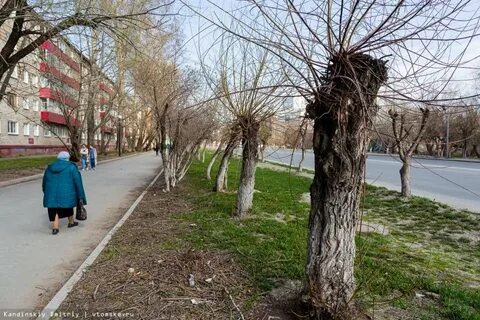Минусы тополя в городе